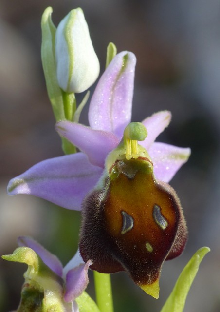 Ophrys crabronifera  Monte Gennaro (Roma) 30 marzo 2017